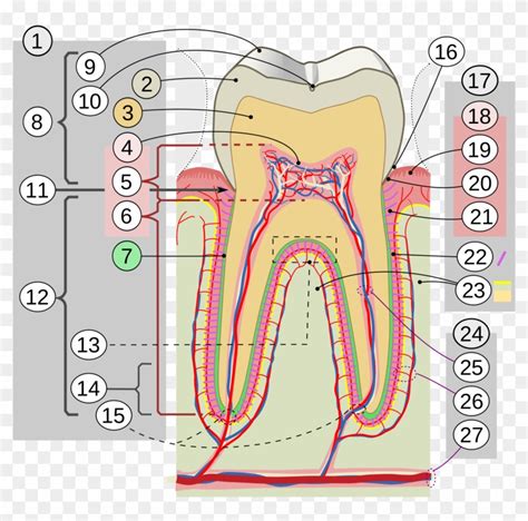 cross section in tamil